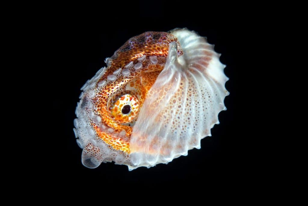 Arganauta Hians, Paper nautilus female