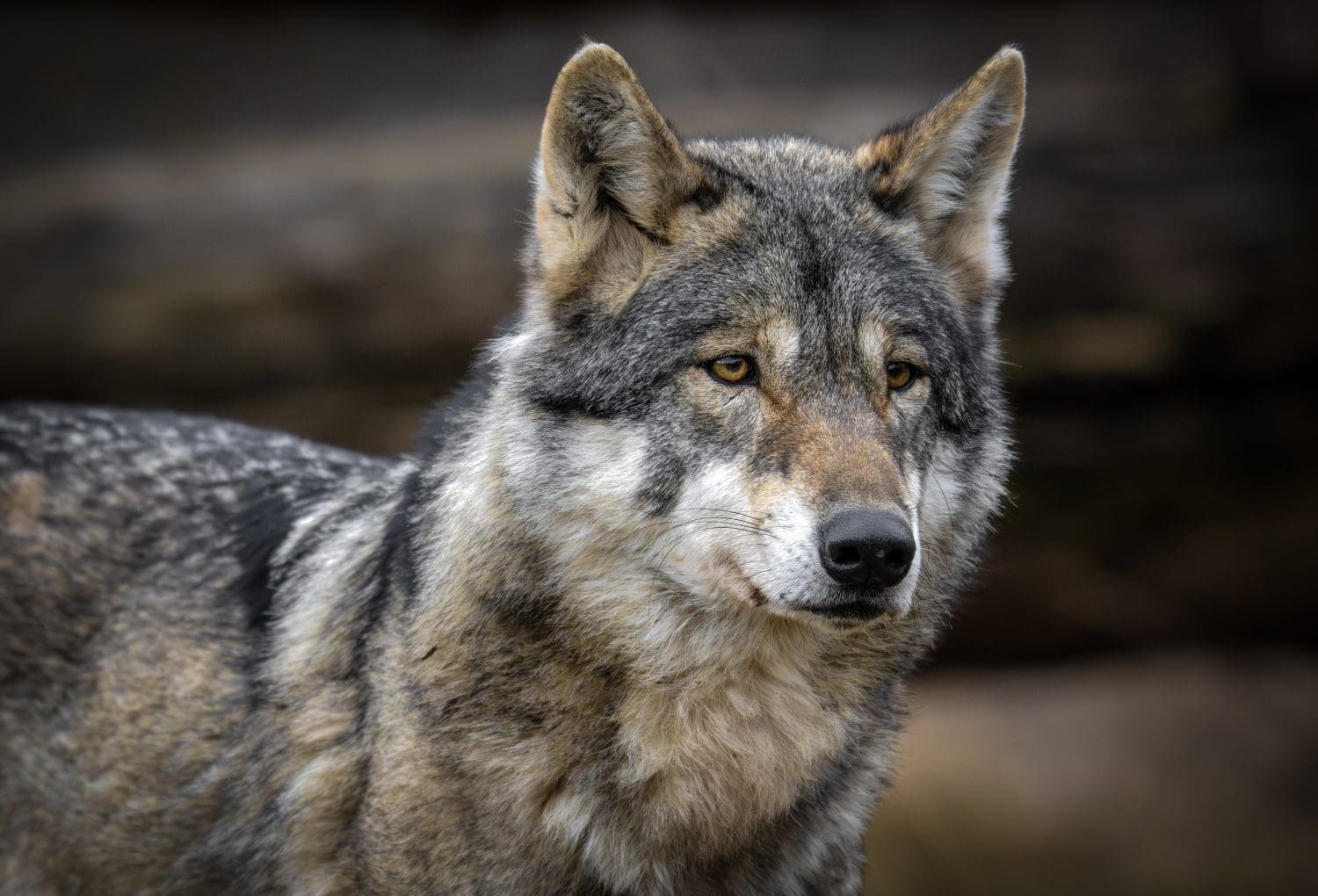 grey wolf (Canis lupus)  is seen in Switzerland January  2026