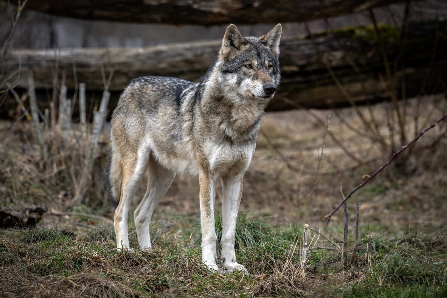 grey wolf (Canis lupus)  is seen in Switzerland January  2026