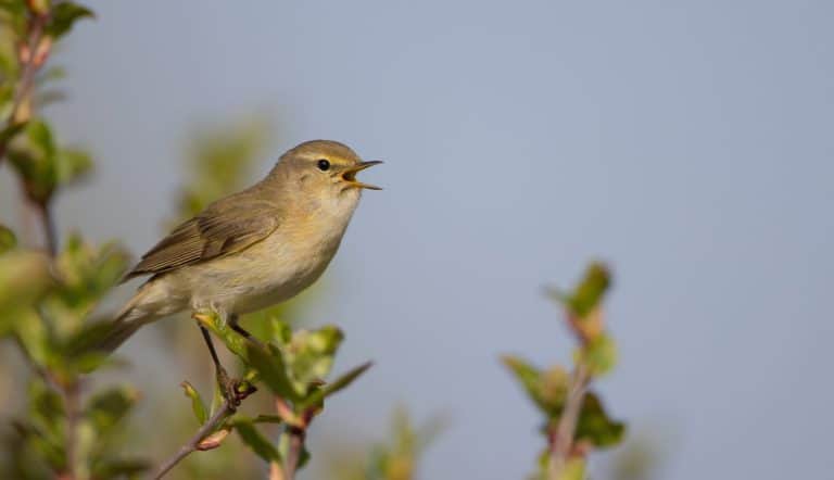 Willow Warbler
