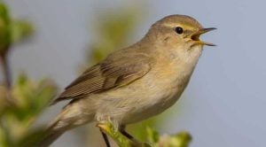Willow warbler in early spring at a wetland