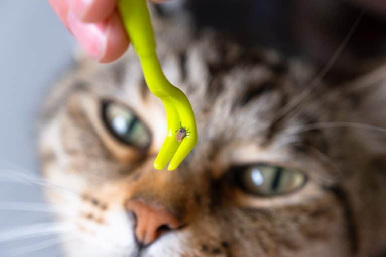 The extracted tick on the cat's tick removal tool