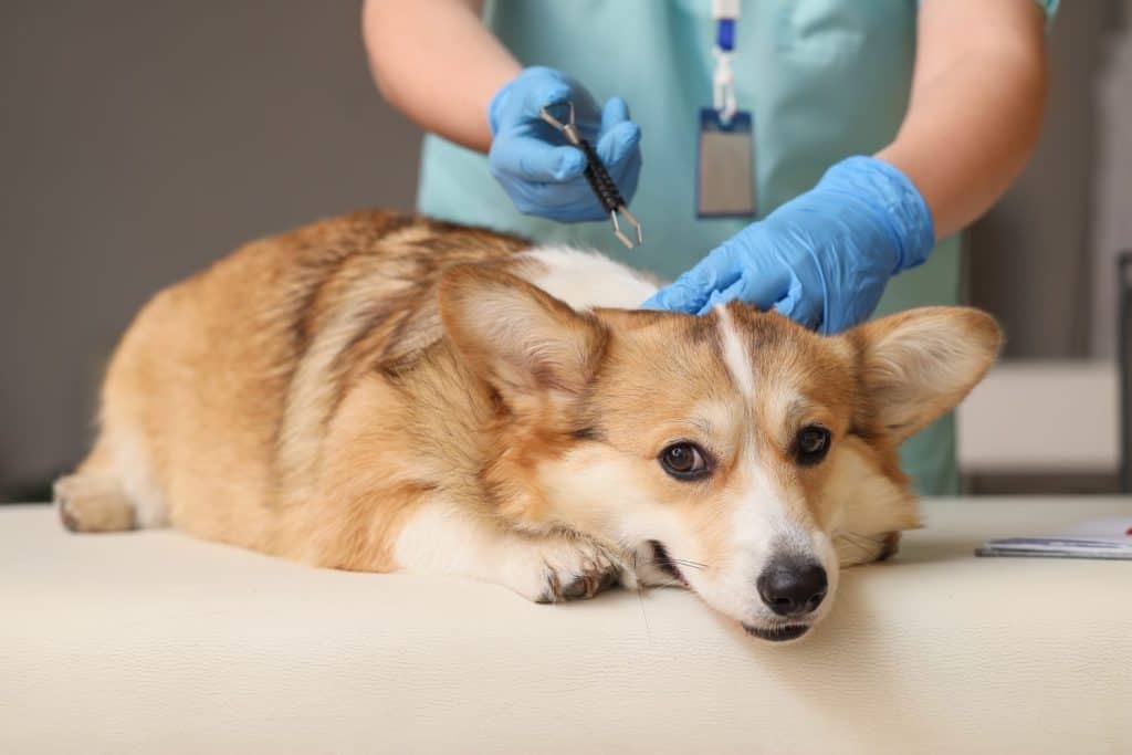Doctor with dog and tick remover in clinic