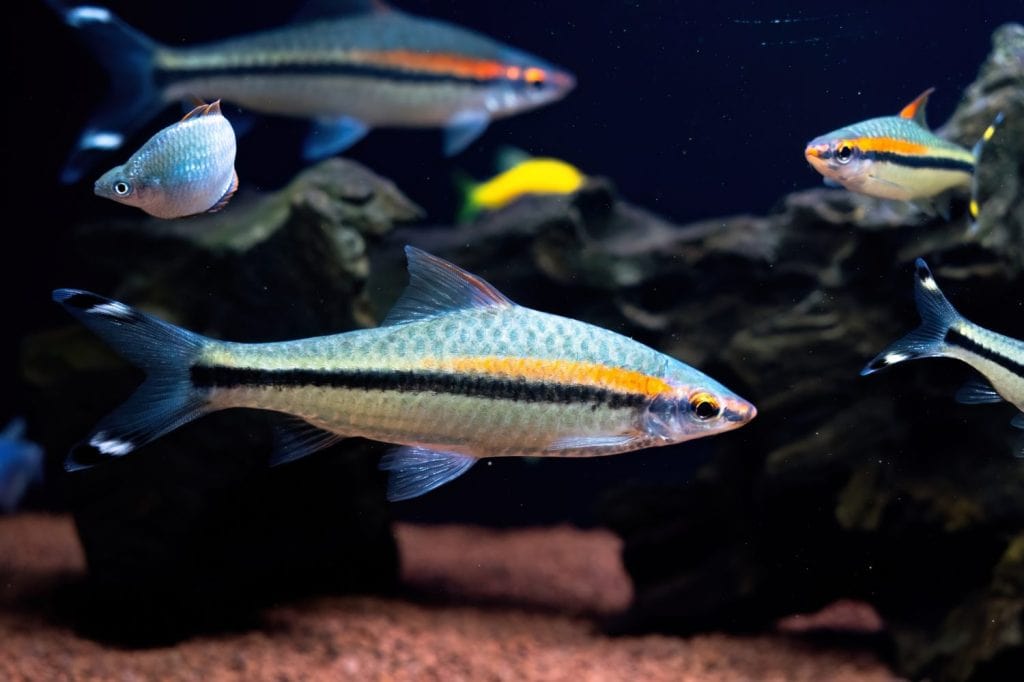 Single Denison Barb fish swimming in a freshwater aquarium with black background