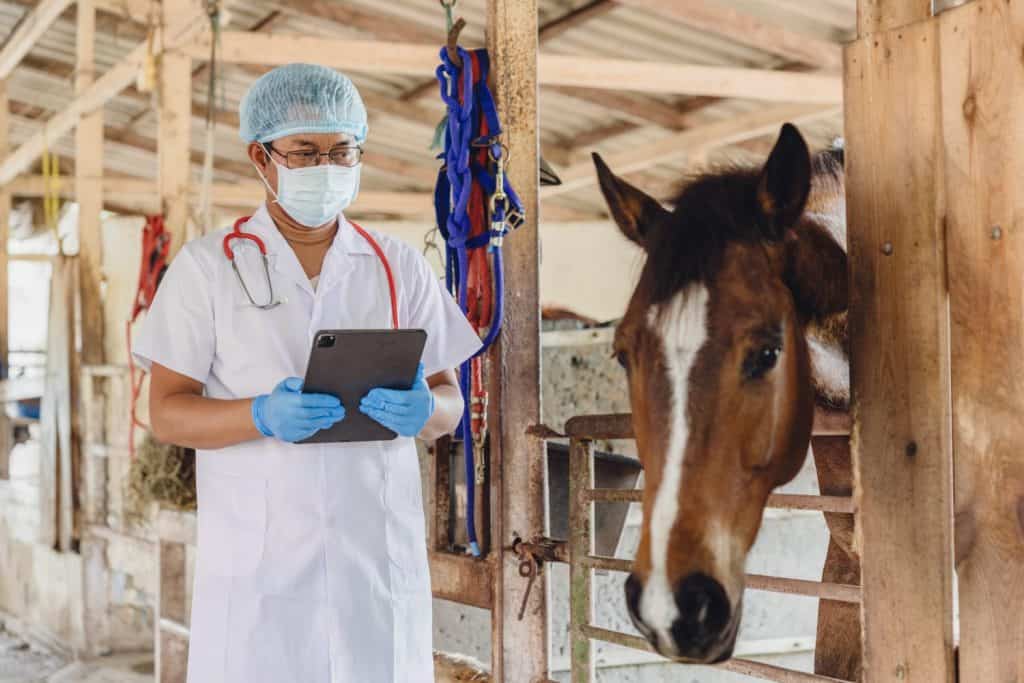 Horse Veterinarian checking Equine Herpesvirus, Vet doctor check monitor horse health at horse stable farm using AI modern technology