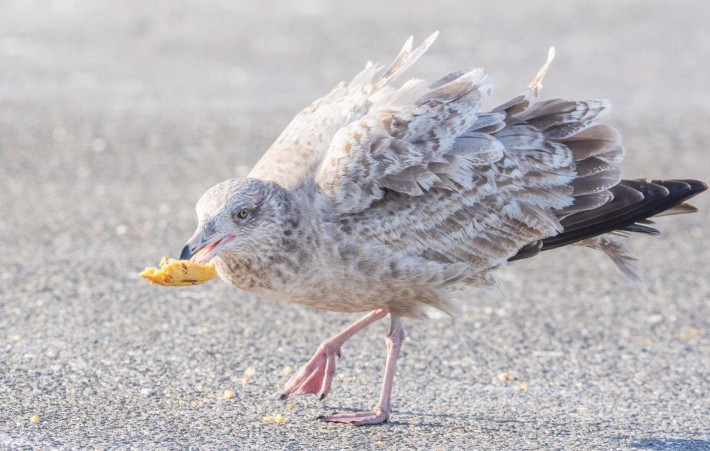 A juvenile herring gull eating a piece of a scone or pastry in a parking lot.