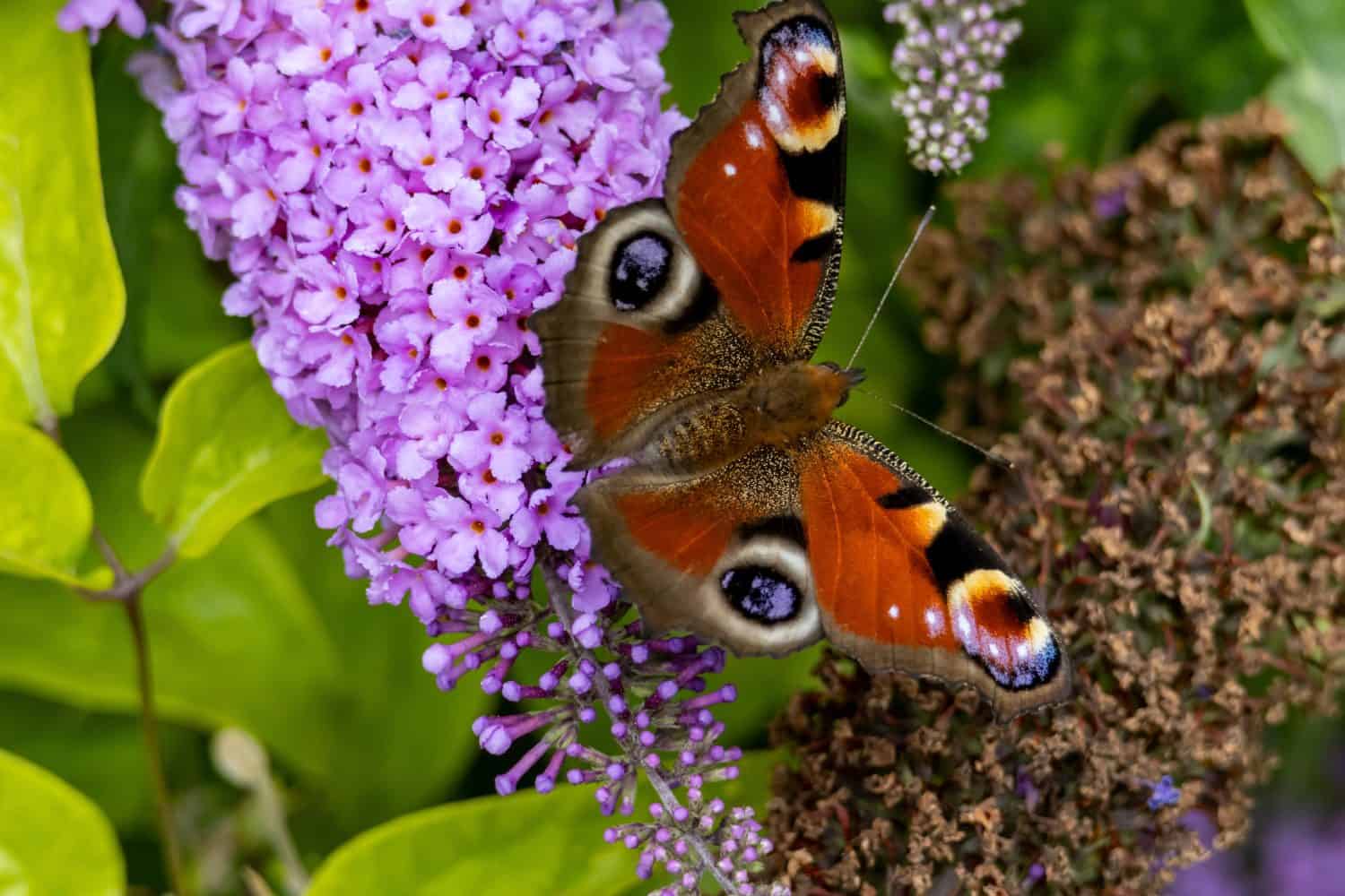 Peacock butterfly with vibrant orange wings and eyespots resting on butterfly bush blossoms