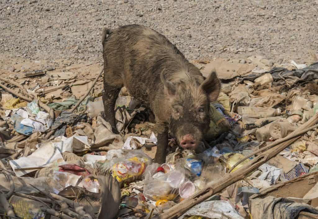 muddy pig eating in a pile of garbage