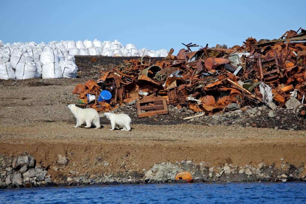 Polar bear survival in Arctic - pollution problems