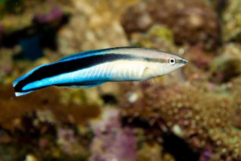 bluestreak cleaner wrasse (Labroides dimidiatus) in Aquarium