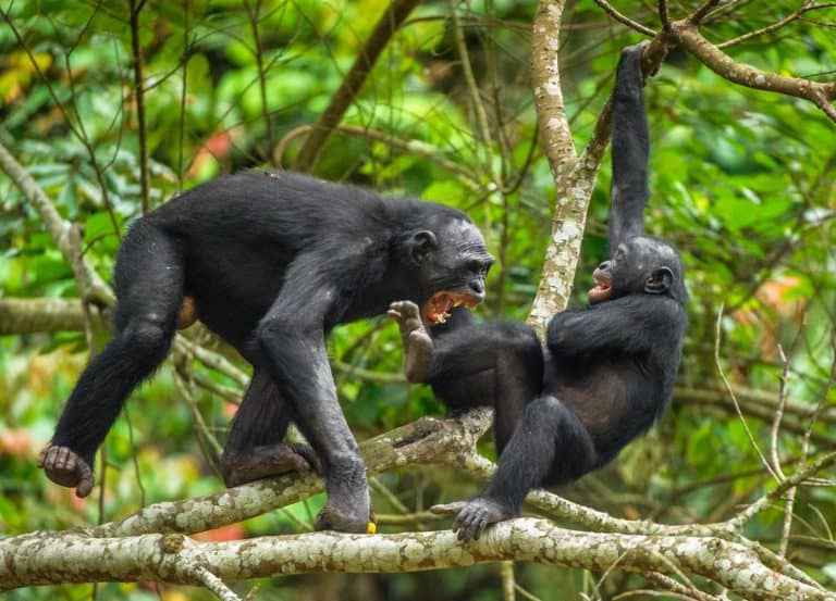 Bonobos (Pan Paniscus) on a tree branch. The Swearing and Aggressive Bonobo ( Pan paniscus). Democratic Republic of Congo. Africa