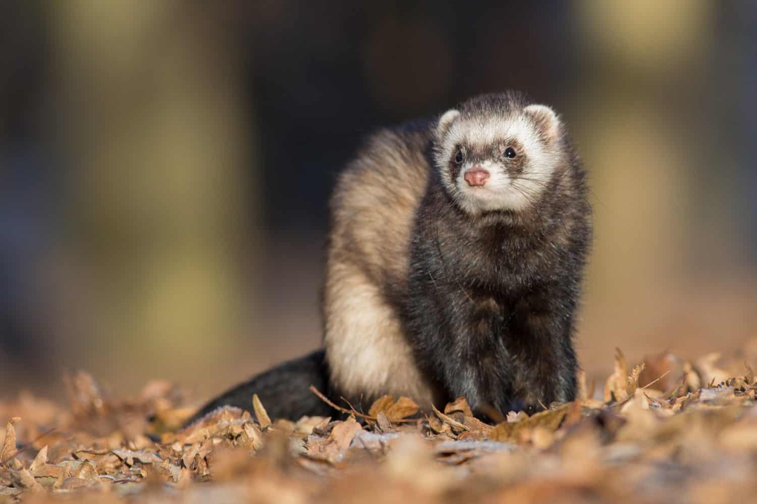 Mustela putorius furo