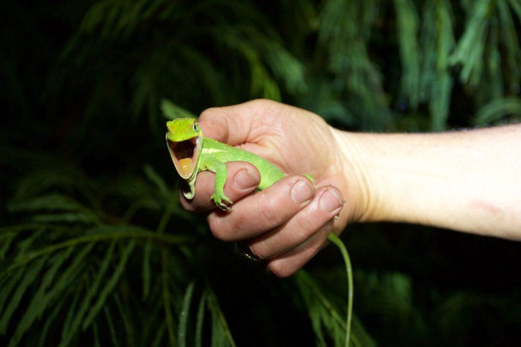 Cuban Knight anole