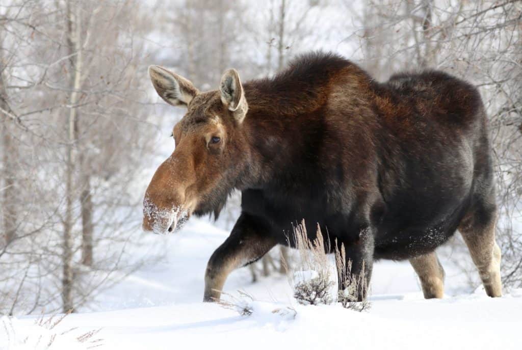 Moose striding through snow covered sagebrush and cottonwoods.