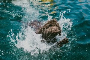 Swimming Spanish Water Dog
