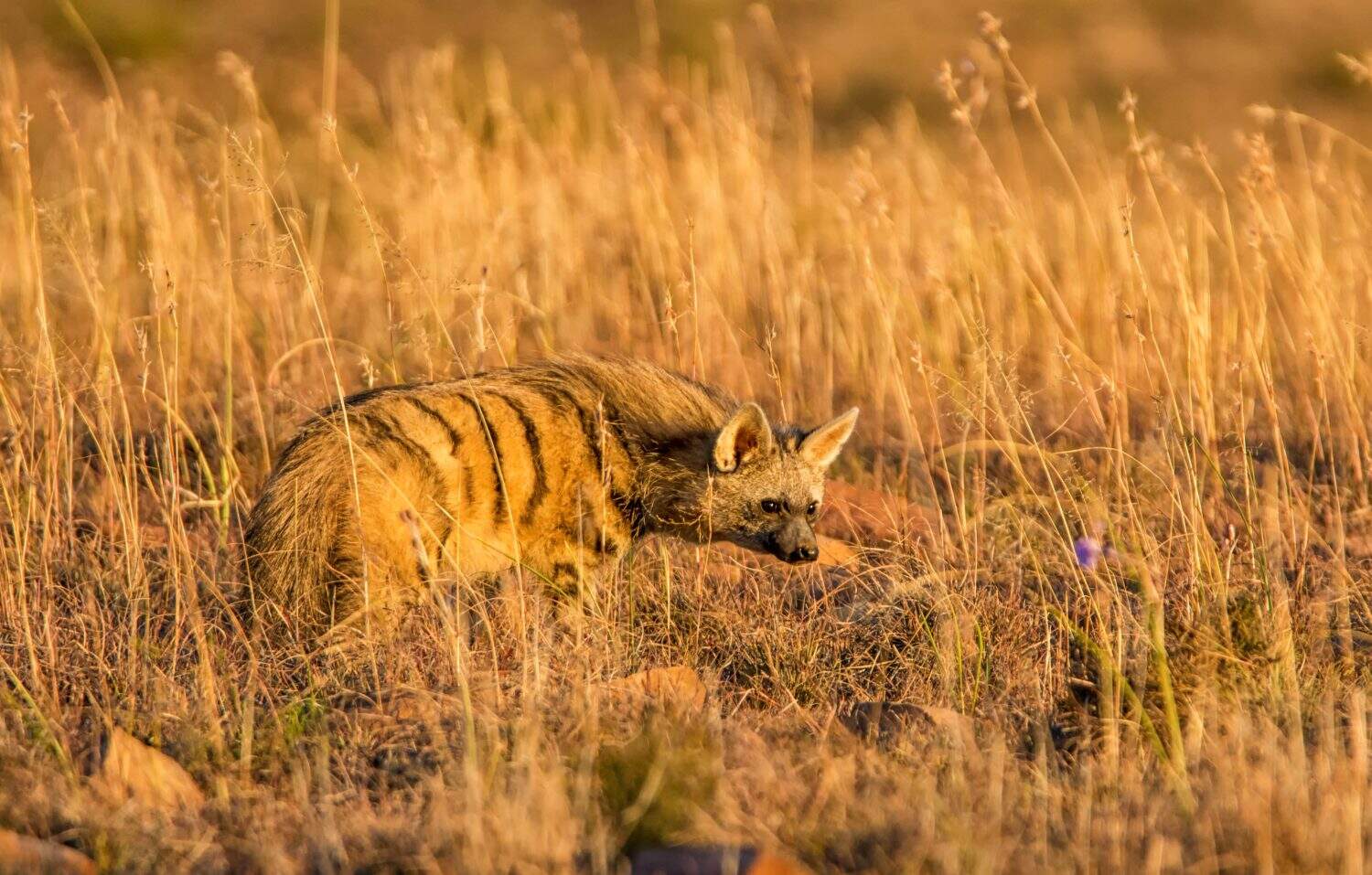 An Aardwolf foraging at dusk in Southern African savanna