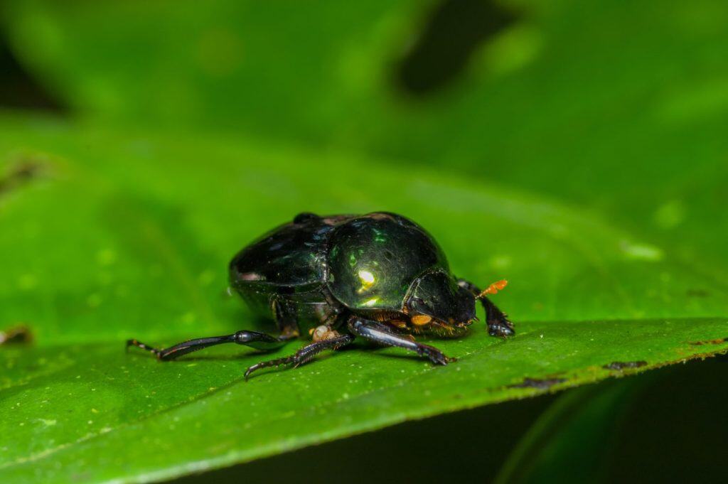 Amazonian scarab beetle over a green leaf inside of the amazon rainforest in Cuyabeno National Park, in Ecuador