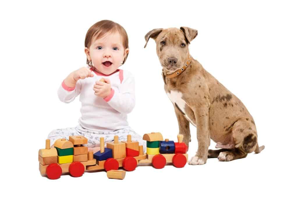 Beautiful baby girl, playing wooden train with a pit bull terrier puppy, isolated on a white background