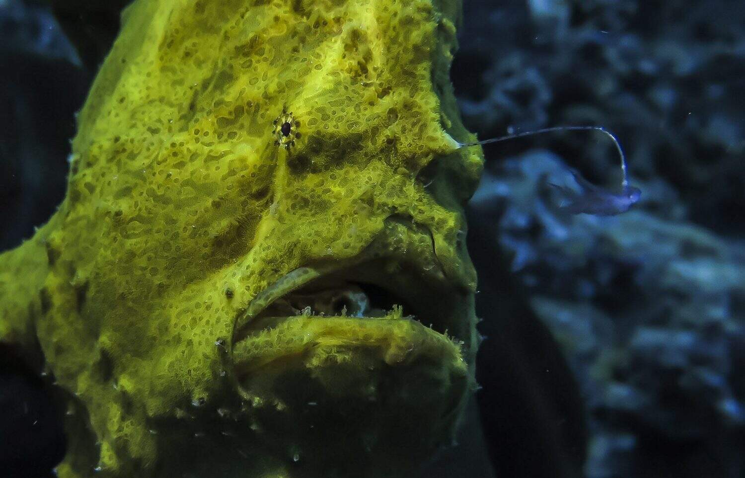 Close-up, Selective focus of a frogfish underwater.
