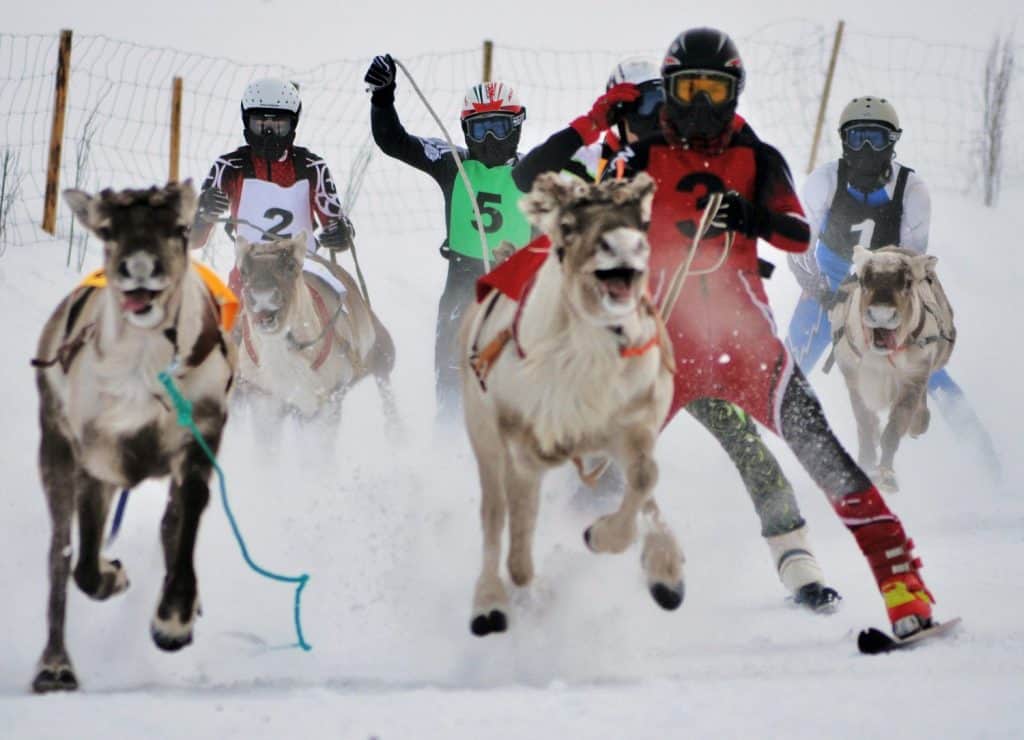 Sport activities in Lapland Finland. Here the race of deer running on the white cold snow during the deer competition tournament league.