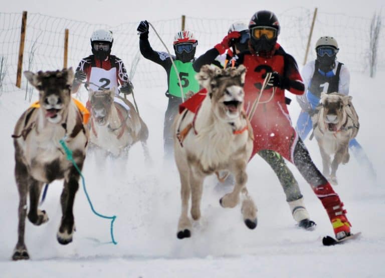 Sport activities in Lapland Finland. Here the race of deer running on the white cold snow during the deer competition tournament league.