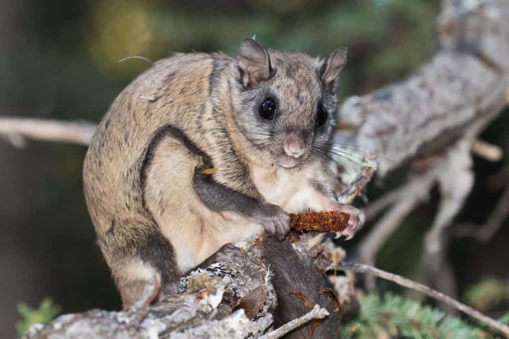 Northern Flying Squirrel Glaucomys sabrinus along Stewart River, Yukon, Canada