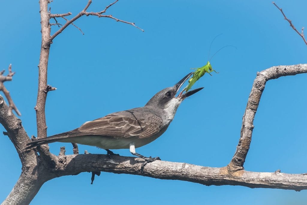 Grey Kingbird, bird eating a grasshopper on a branch