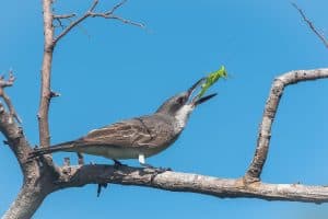 Grey Kingbird, bird eating a grasshopper on a branch