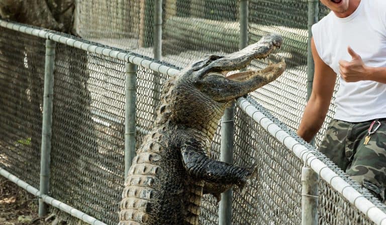 Alligator attacks on humans and climbs over the railing, Florida. Everglades.