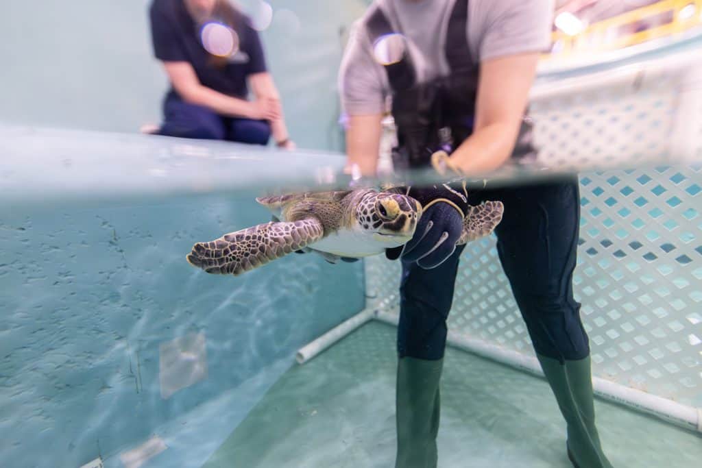 Turtle swimming in a tank while someone in stands in the water holding it's front left flipper.