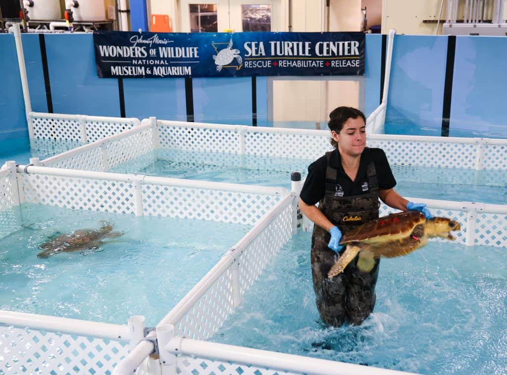 Woman in waders holding a sea turtle out of the water with other turtles visible in subdivided tank.