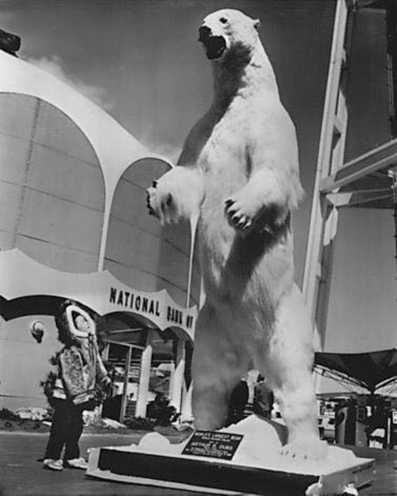 Largest polar bear ever recorded