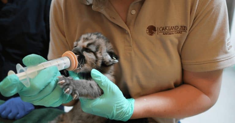 Oakland Zoo member bottle-feeding the mountain lion cub, Crimson.