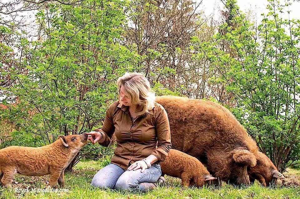 Barbara Meyer zu Altenschildesche of Royal Mangalitsa USA with her pigs