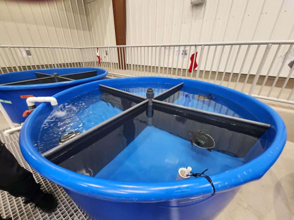round blue tank of water divided into four section with a sea turtle visible in one, in a big room
