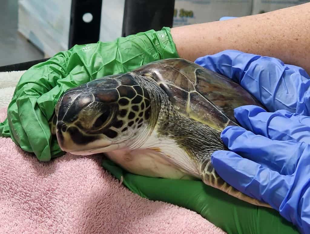 Turtle facing left with both blue and green gloves hands on it