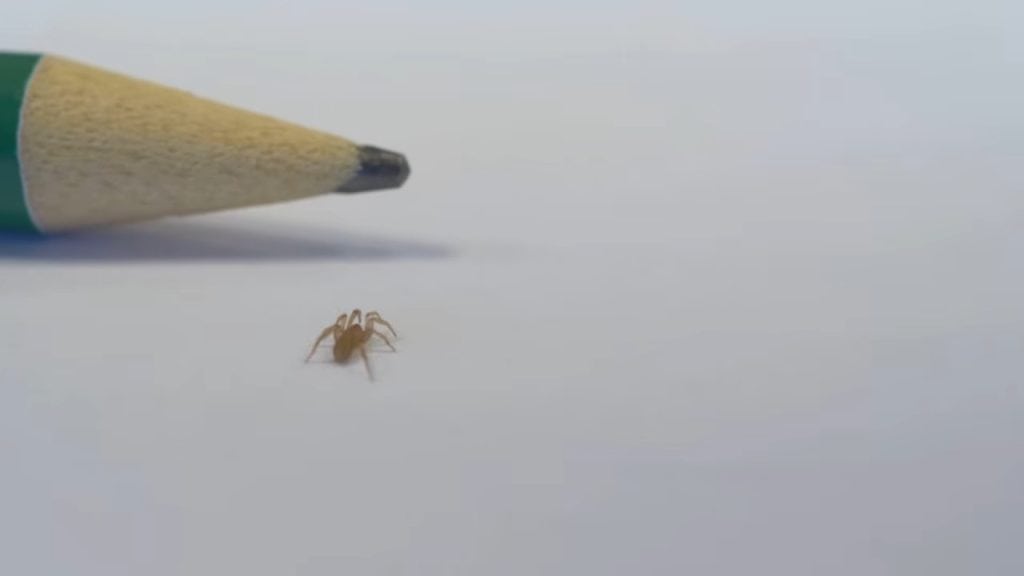 Researchers in southern Spain are racing to learn more about the tiny Cryptodrassus michaeli arachnid and the ecosystem it inhabits. (AP video by Serge Cartwright)