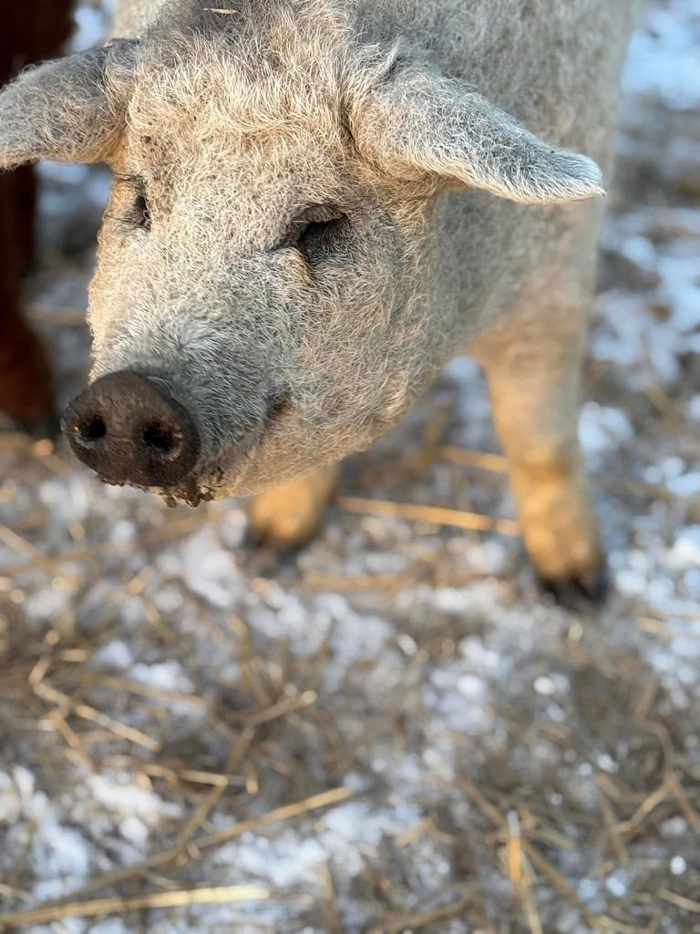 Blonde Mangalitsa pig