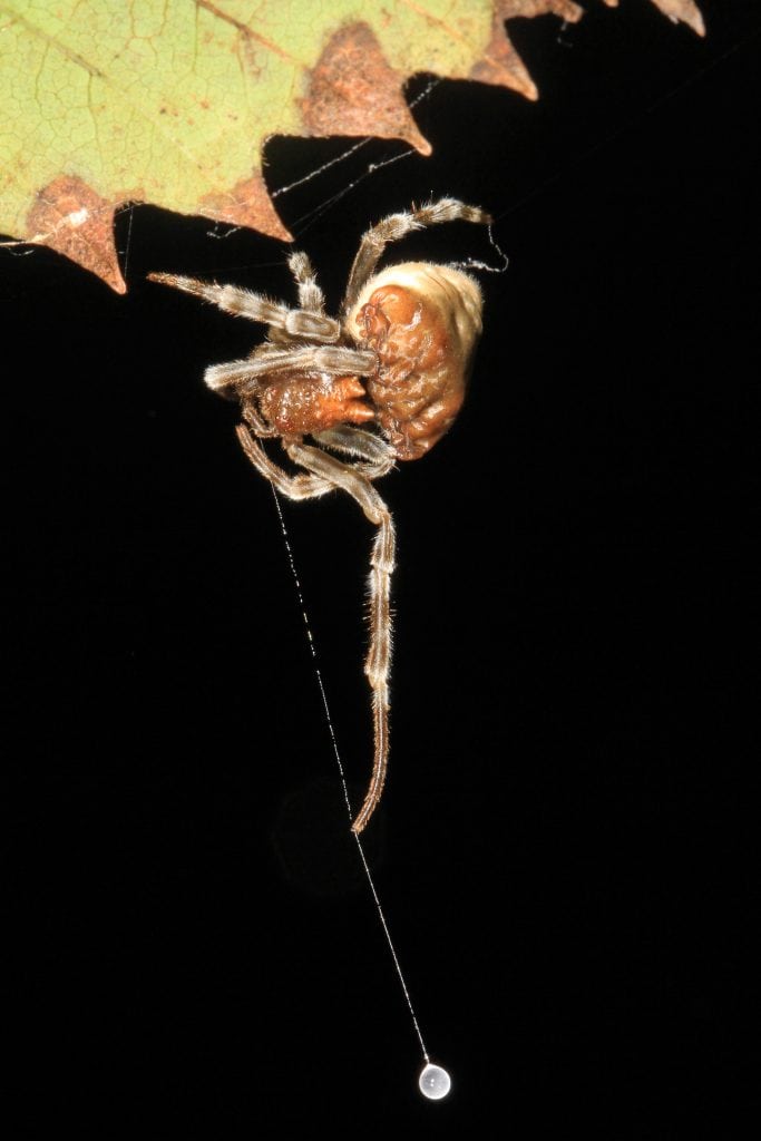 Bolas Spider - Mastophora phrynosoma hunting