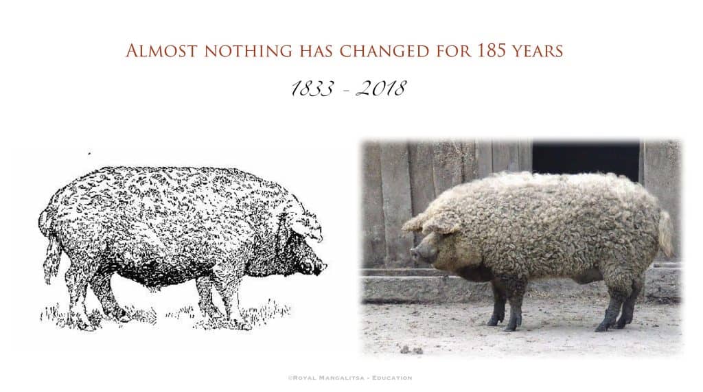 Sketch of Mangalitsa from 1833 with photo of Mangalica from 2018, showing how little the breed has changed