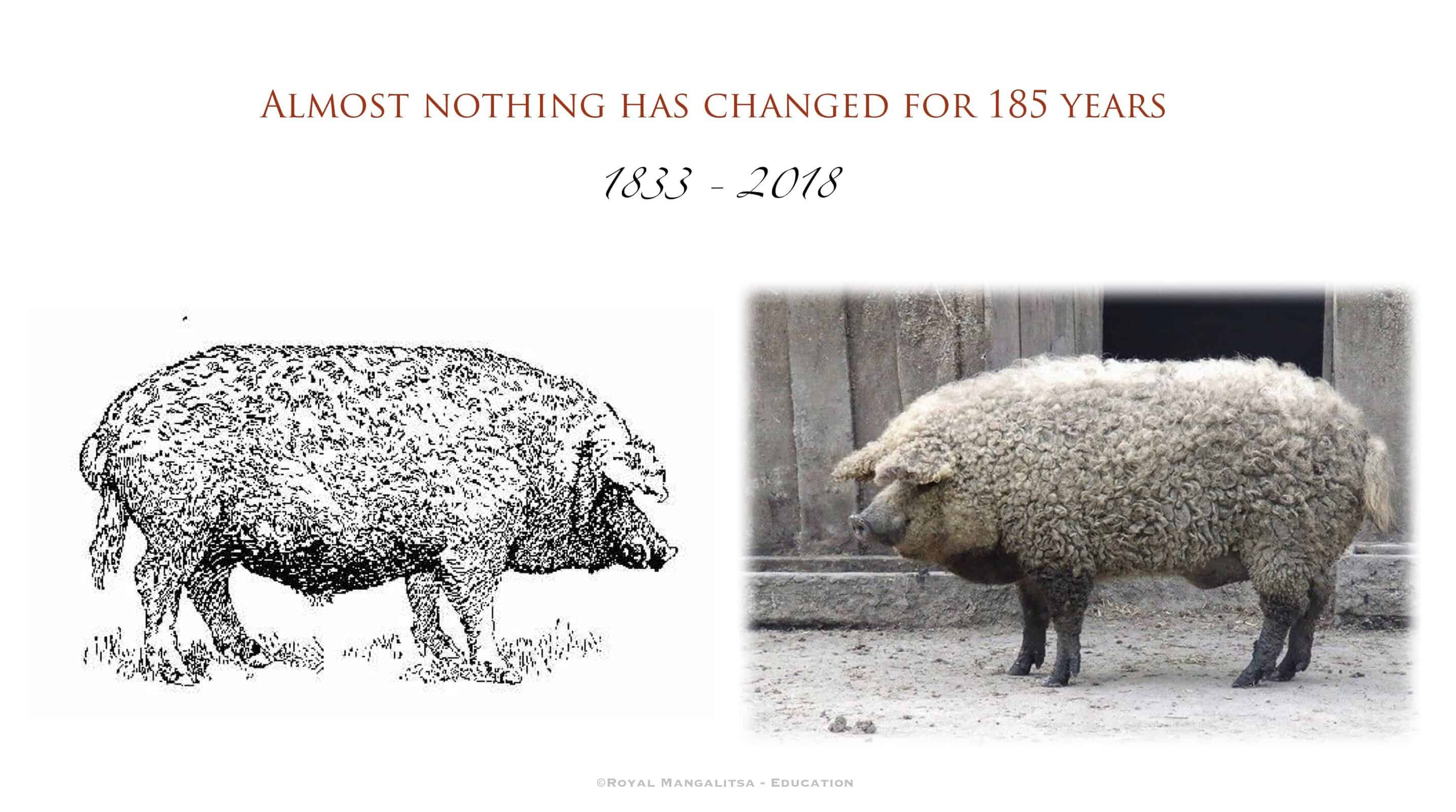 Sketch of Mangalitsa from 1833 with photo of Mangalica from 2018, showing how little the breed has changed