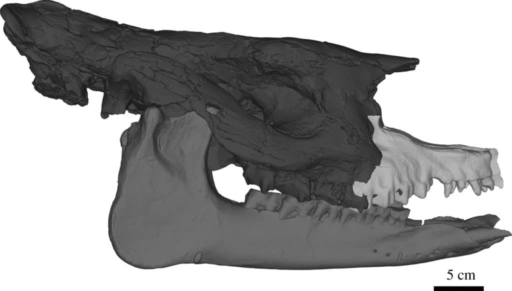 Composite skull of the extinct rhinoceros Epiaceratherium