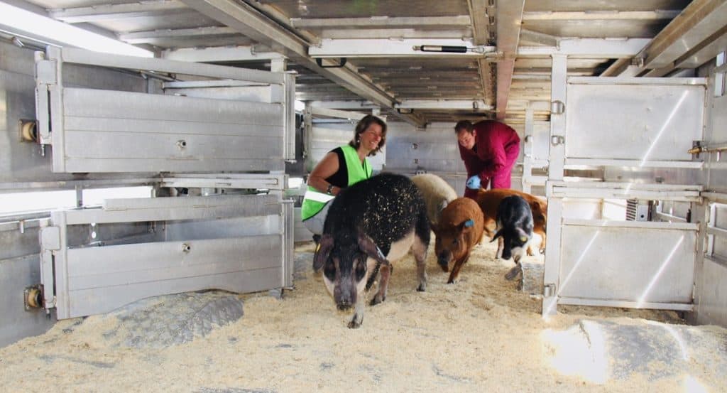 Mangalitsa export with Barbara Meyer zu Altenschildesche