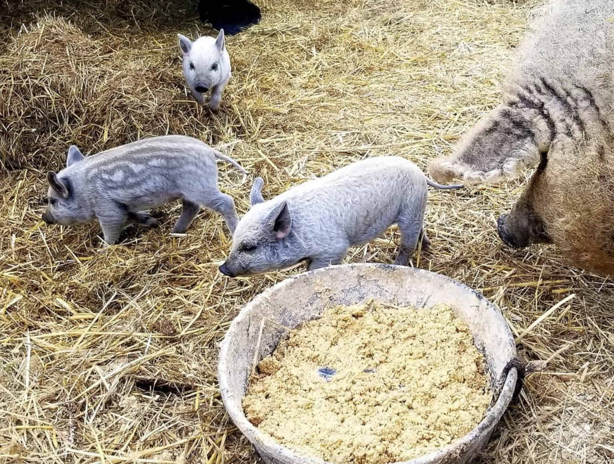 Feed sow and piglets (Mangalica/Mangalitsa pigs)