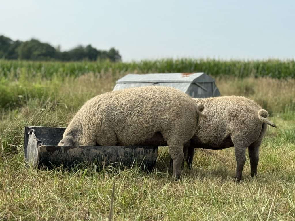 Blonde Mangalitsa pigs feeding on pasture