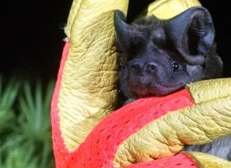 The endangered Florida bonneted batEumops floridanus