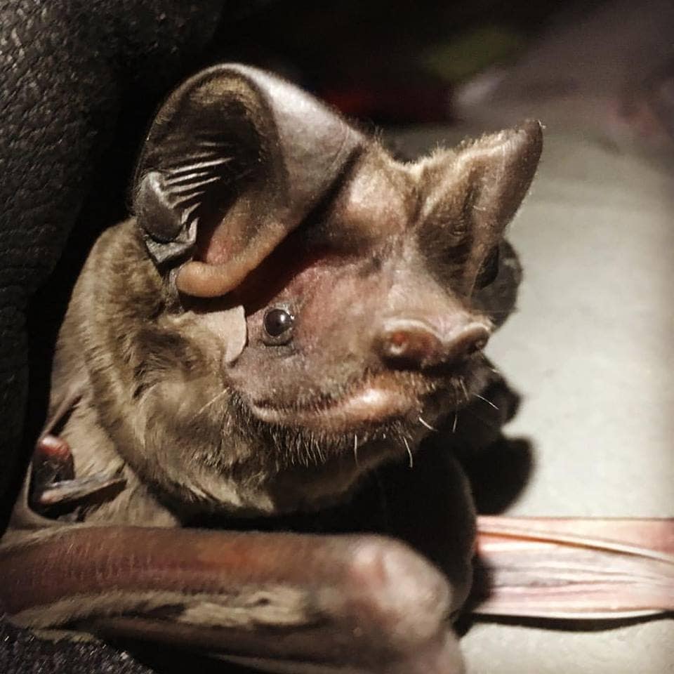 This photo is of an adult male Florida bonneted bat (Eumops floridanus) that was mist netted by University of Florida affiliates in Coral Gables, Florida in order to better understand the foraging ecology of this species.