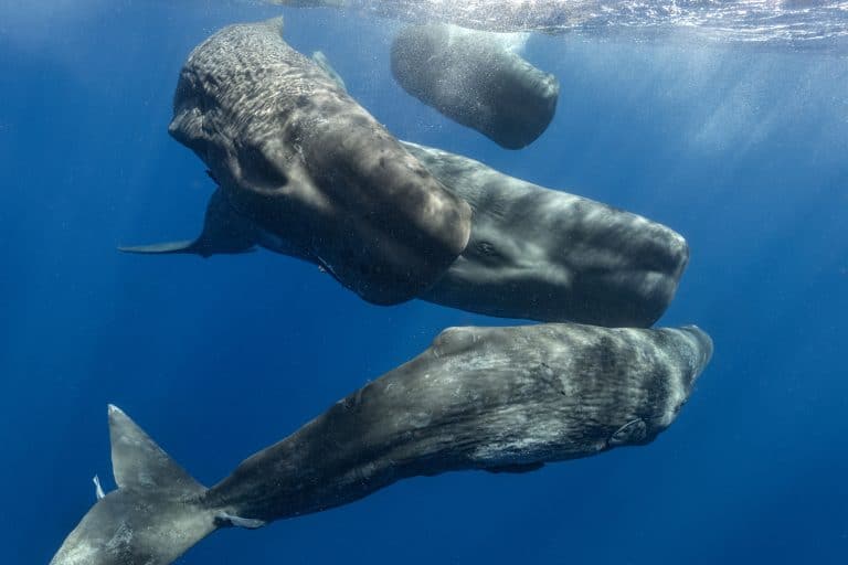 Four sperm whales