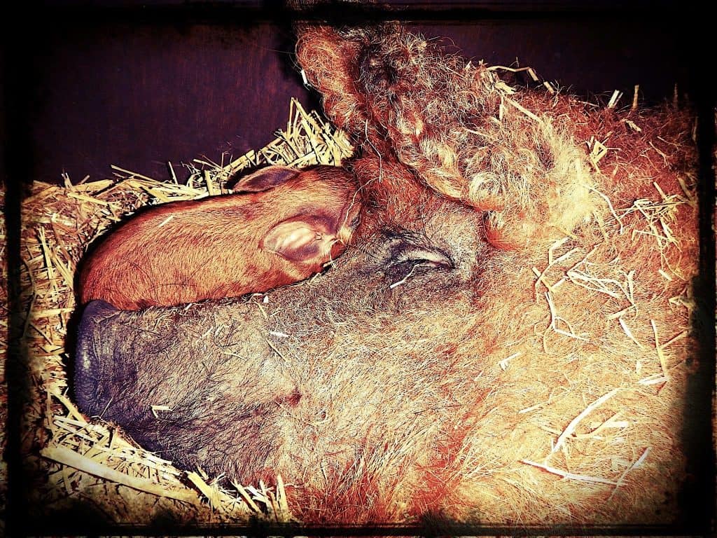 Mangalitsa with piglet