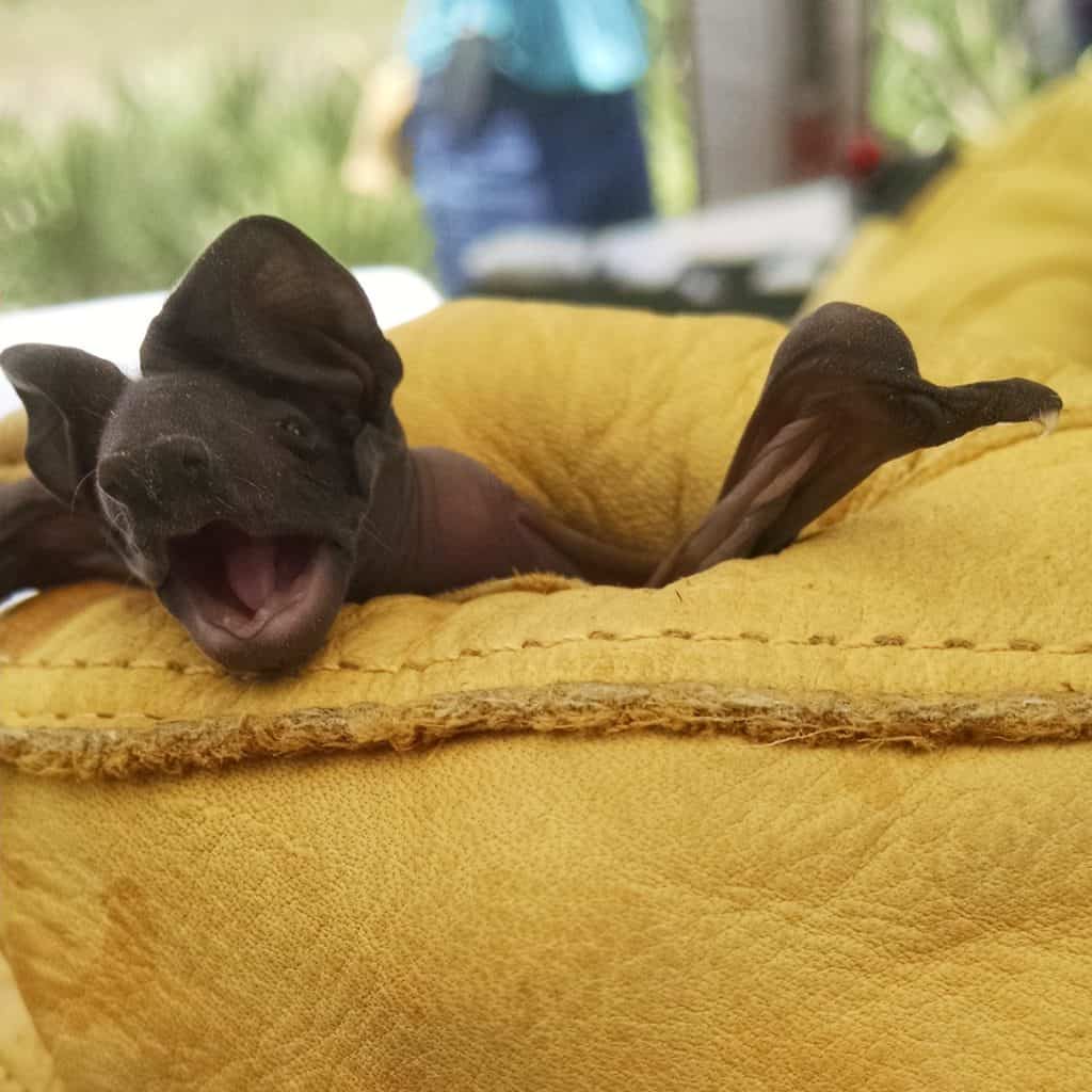 Eumops floridanus pup, yet to develop teeth or hair